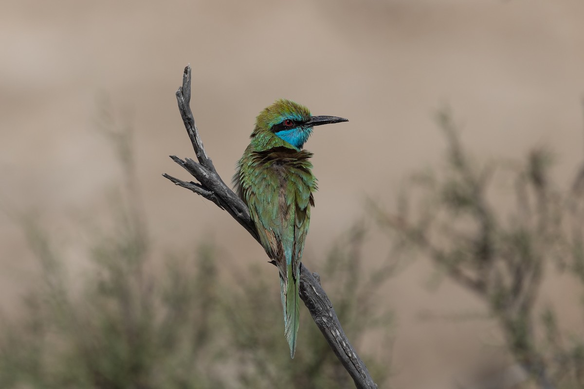 Arabian Green Bee-eater - ML615594364