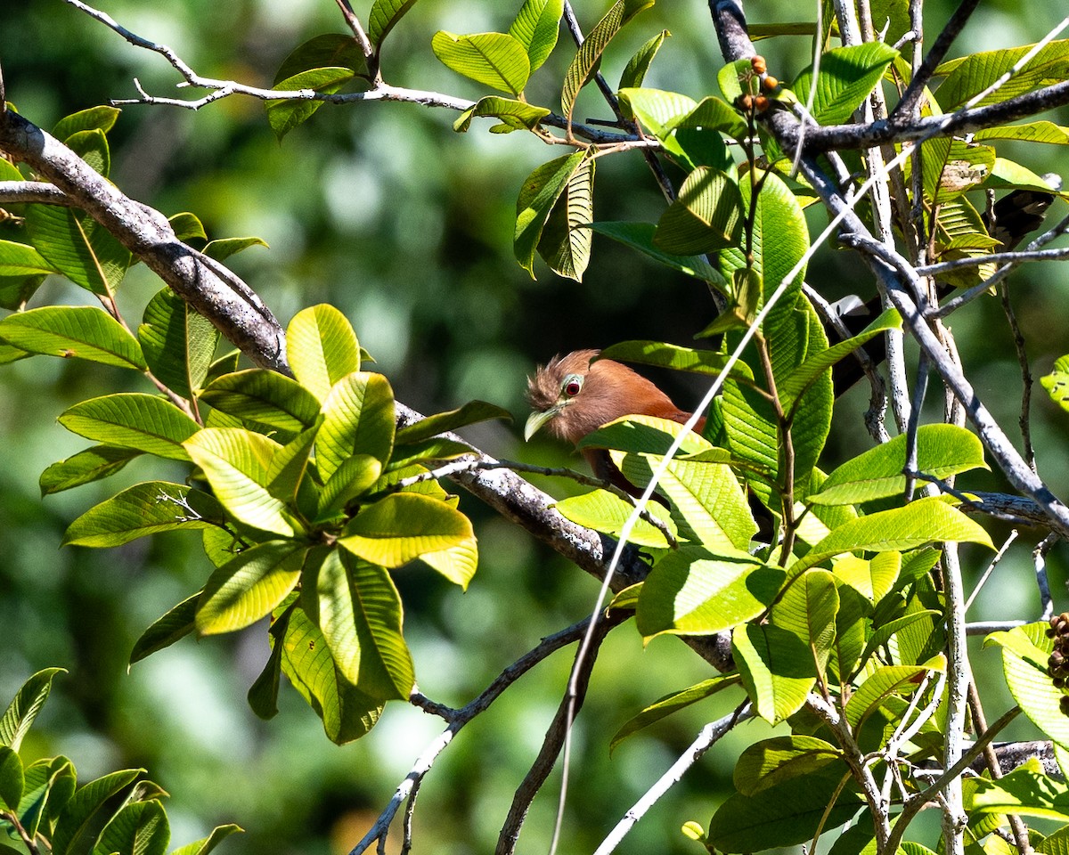 Squirrel Cuckoo - ML615594380