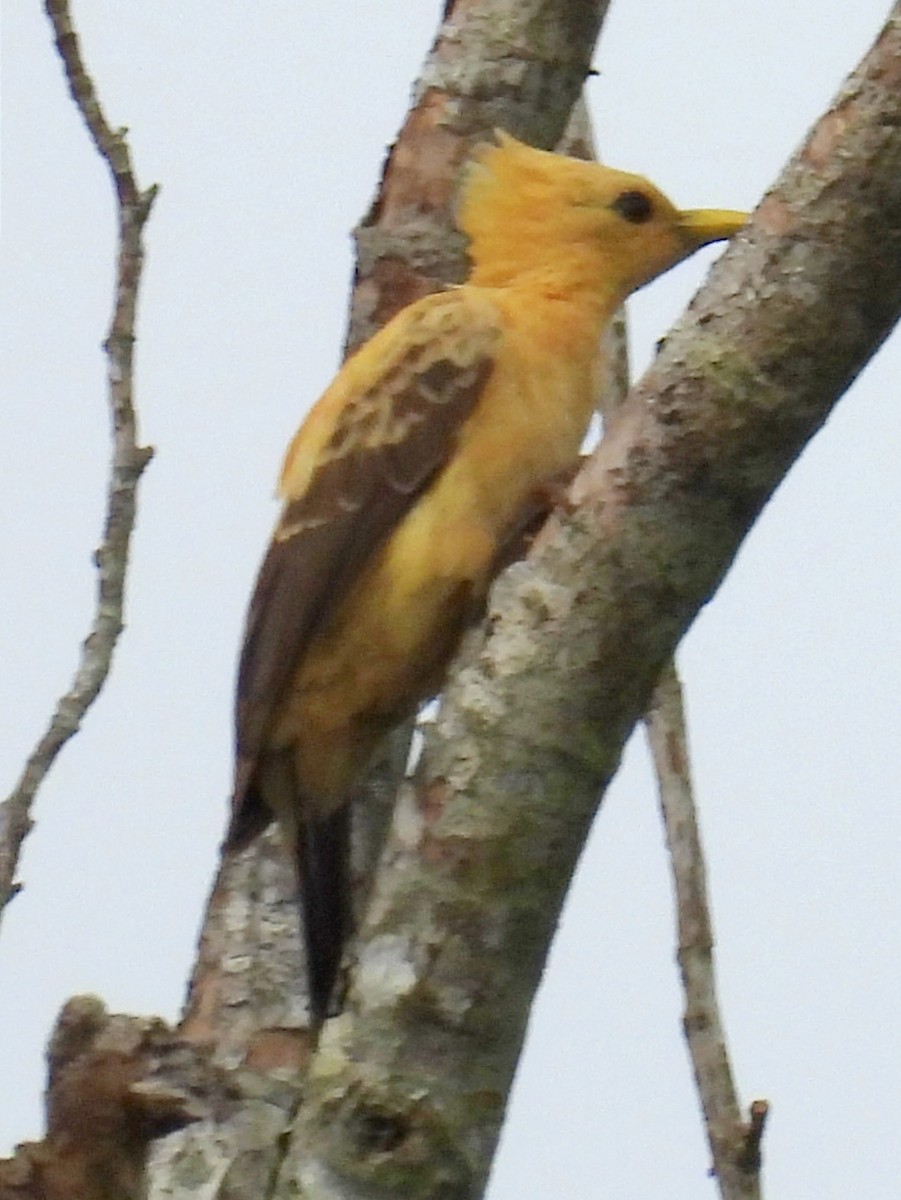 Cream-colored Woodpecker - Jhon Carlos Andres Rivera Higuera