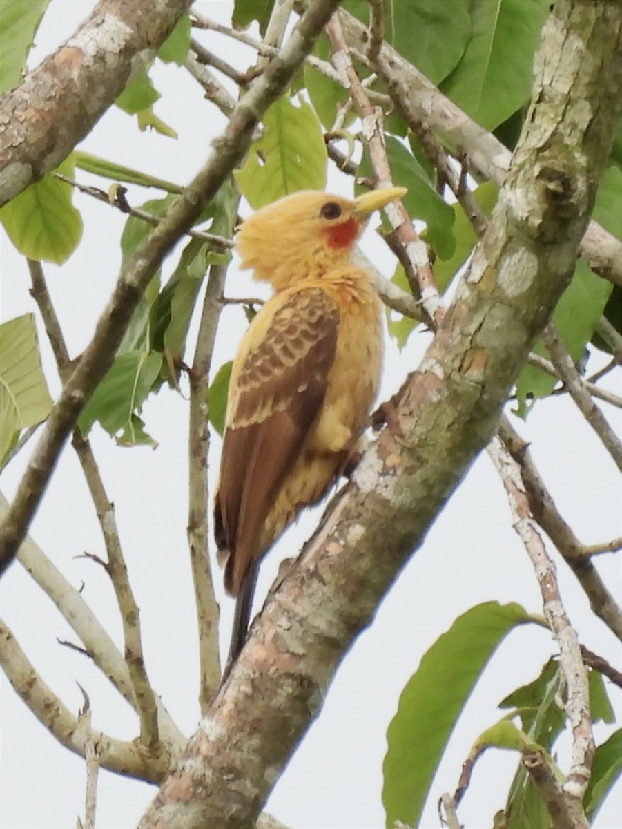 Cream-colored Woodpecker - ML615594414