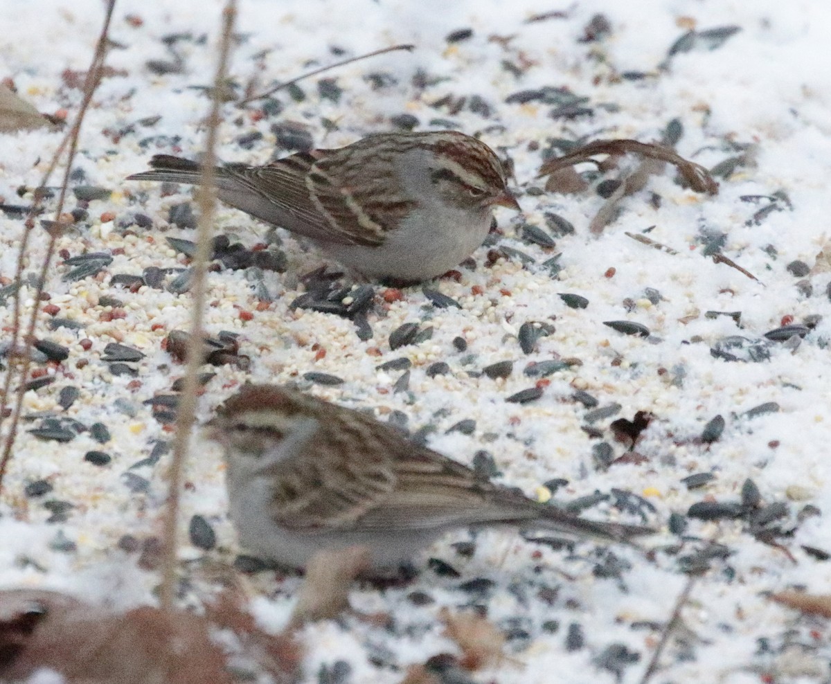 Chipping Sparrow - Christine Howe