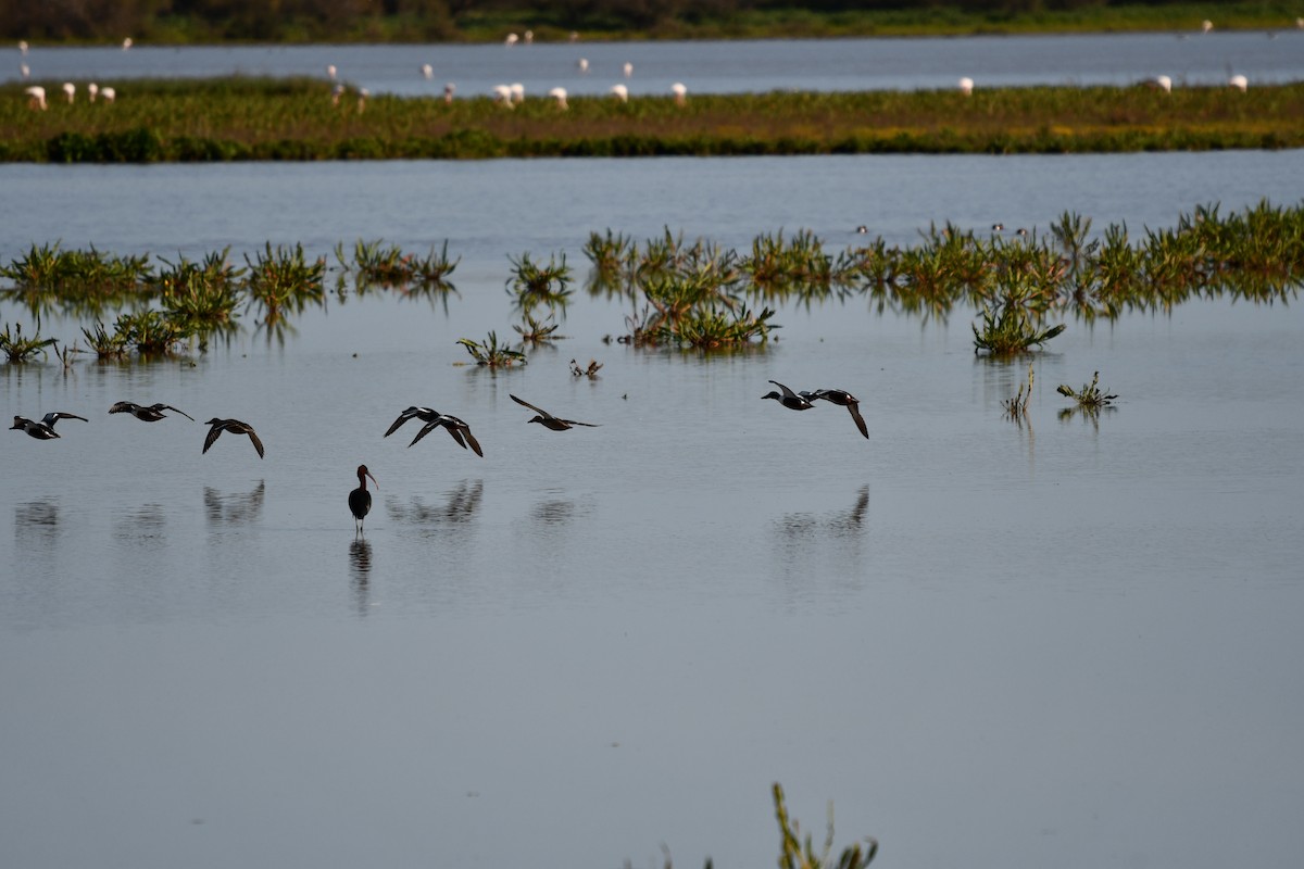 Northern Shoveler - ML615594428