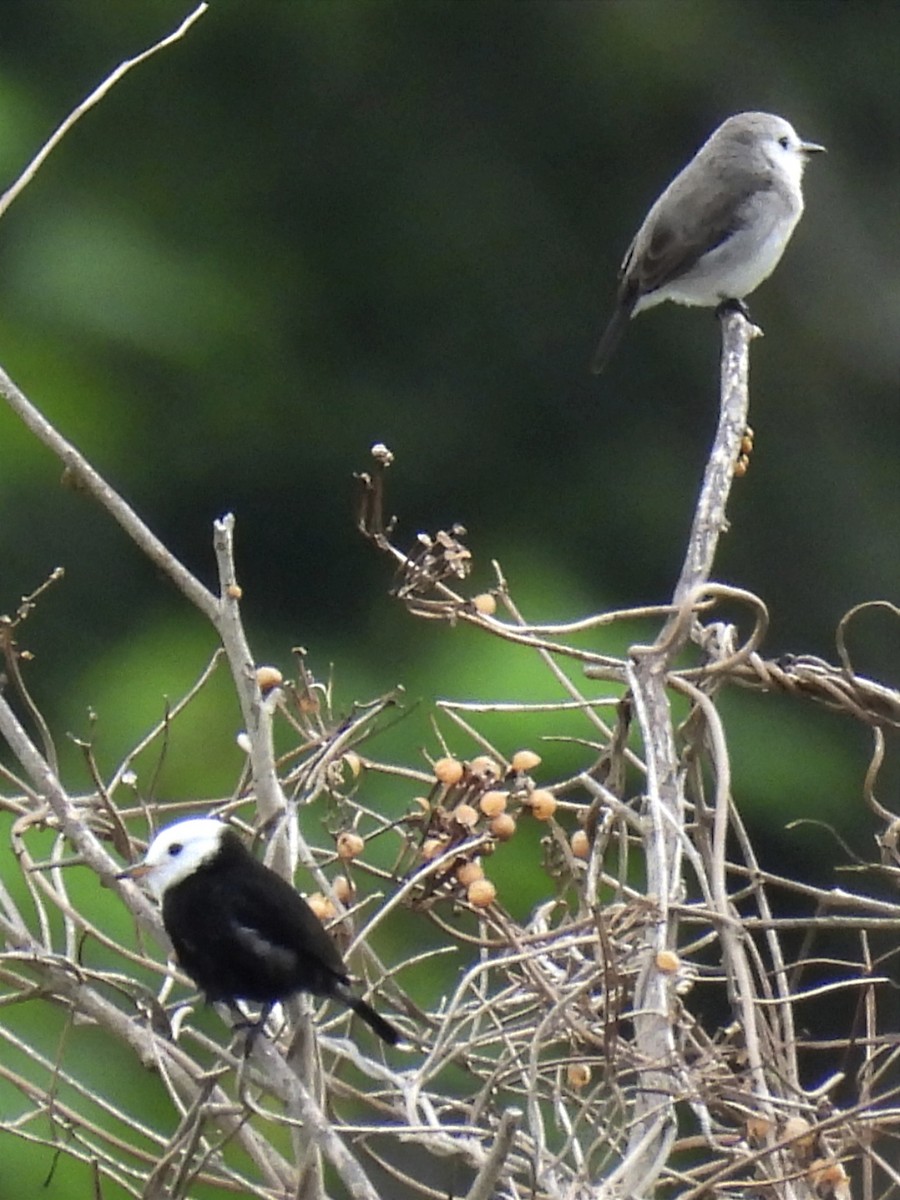 White-headed Marsh Tyrant - ML615594441