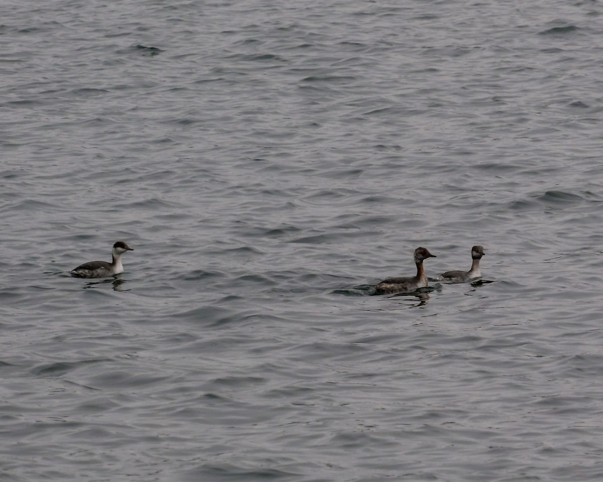 Horned Grebe - ML615594442