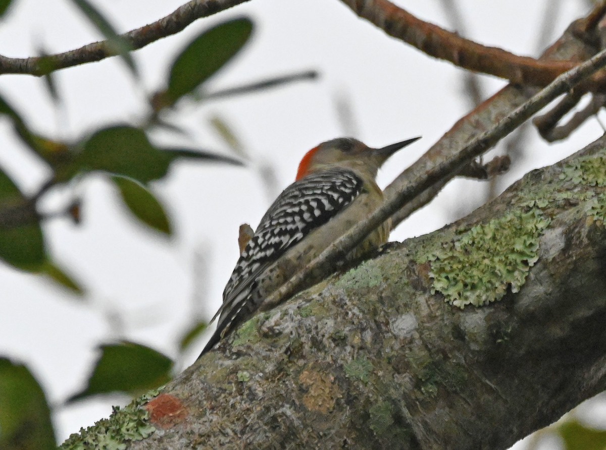 Red-bellied Woodpecker - Audubon Everglades