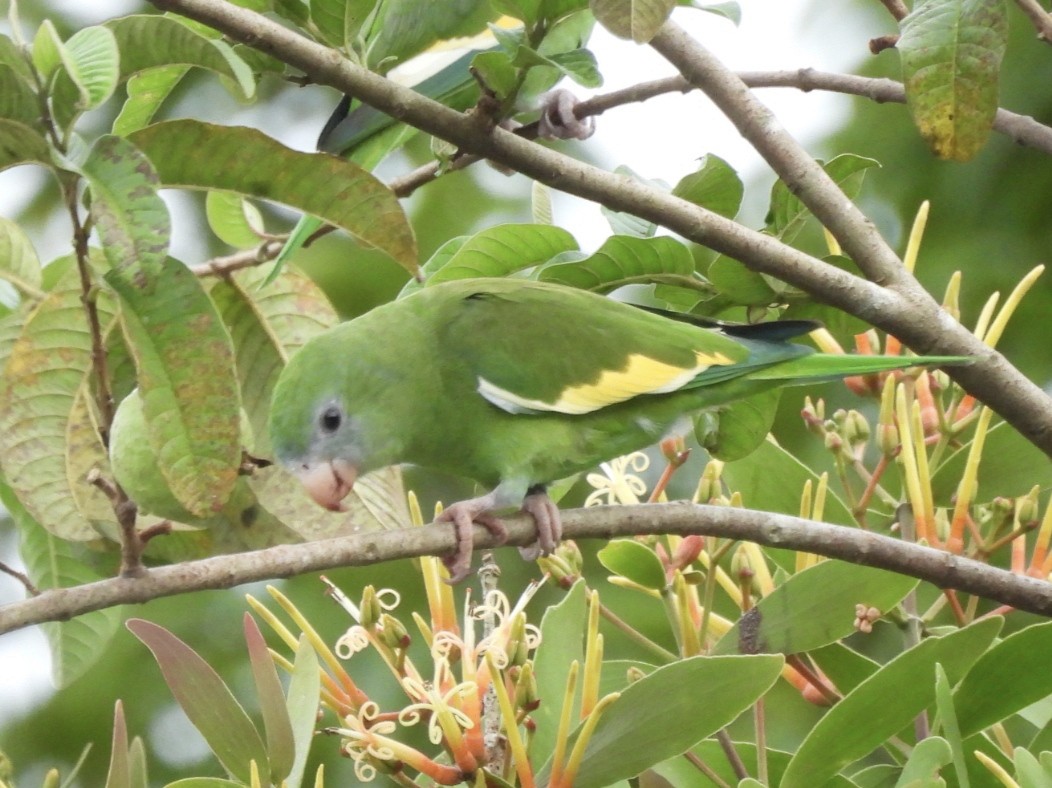 White-winged Parakeet - ML615594459