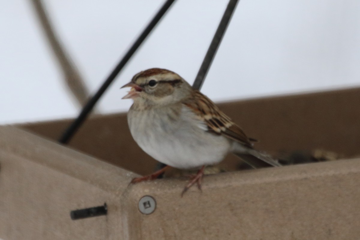 Chipping Sparrow - Christine Howe