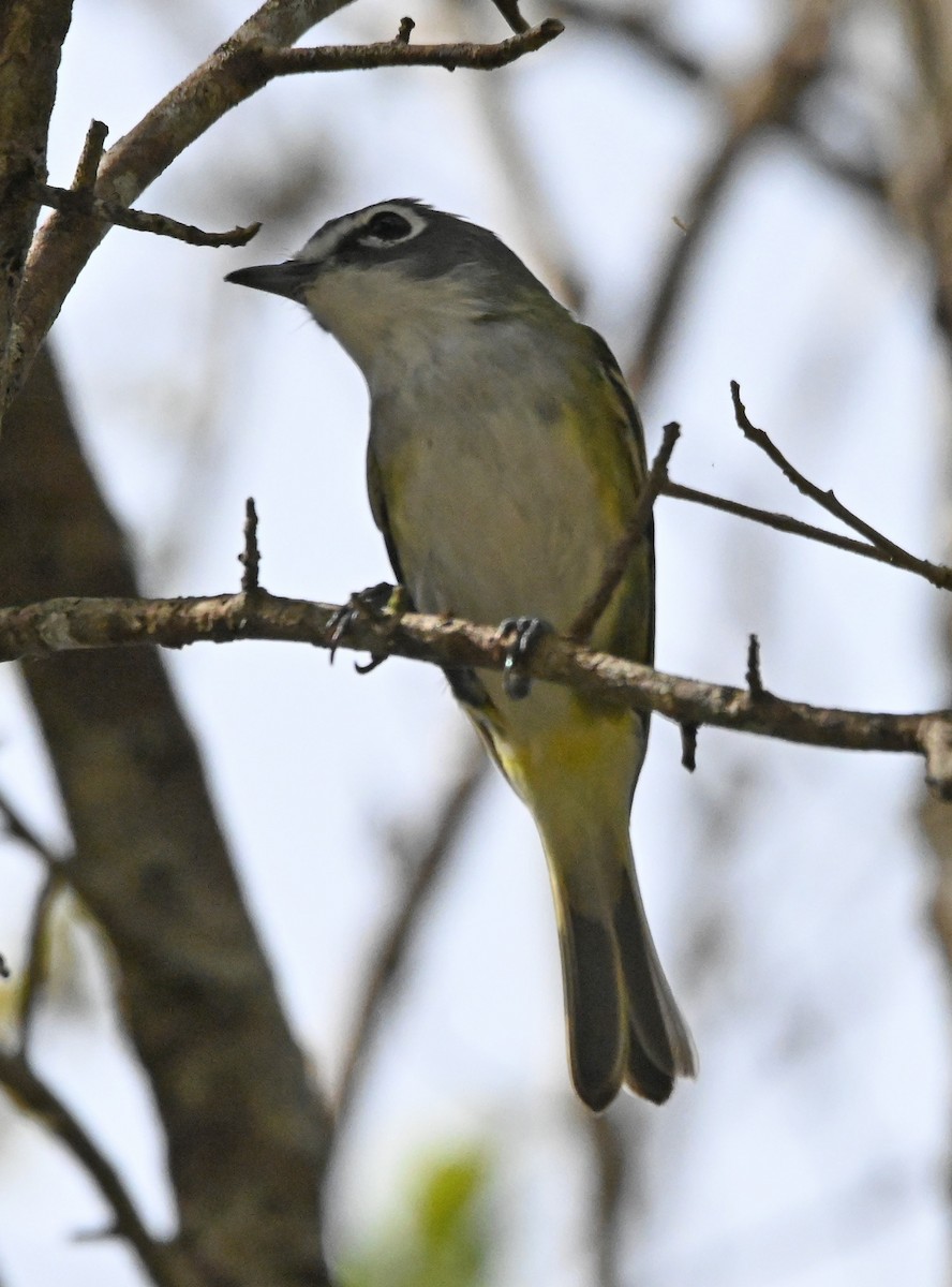 Mavi Başlı Vireo - ML615594475