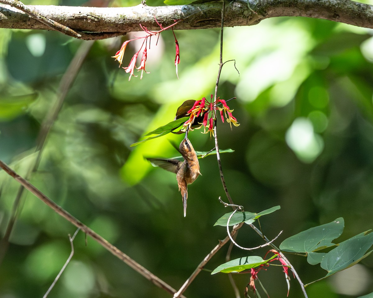 Stripe-throated Hermit - ML615594476