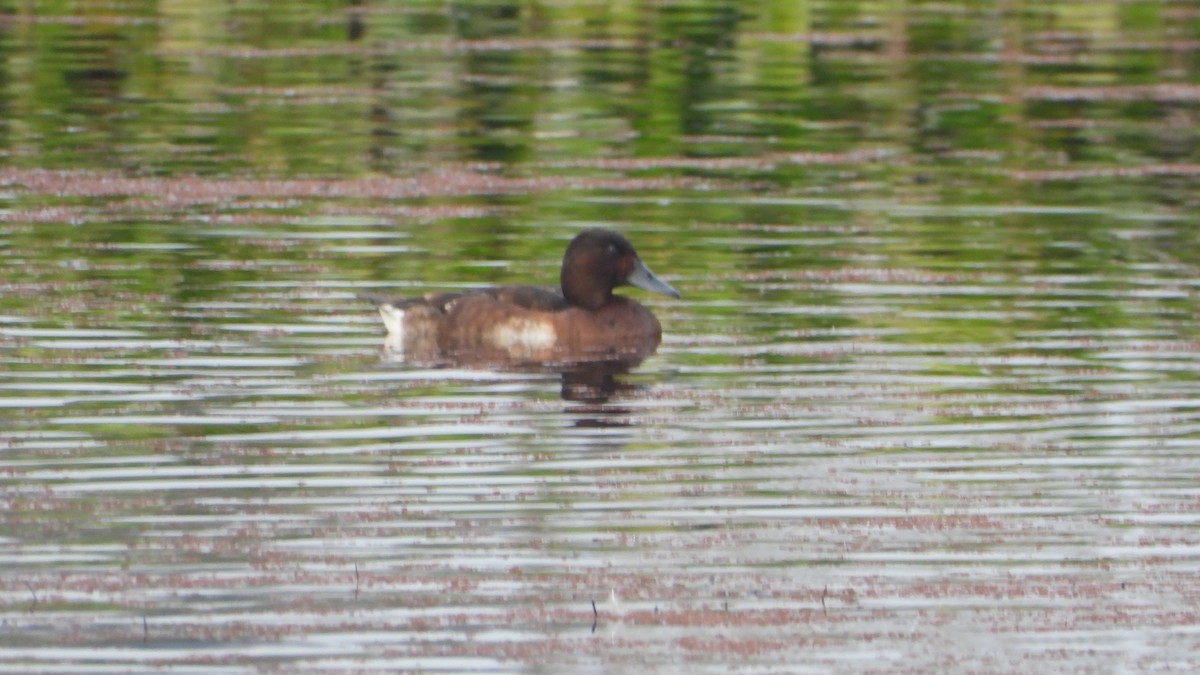 Baer's Pochard - ML615594554