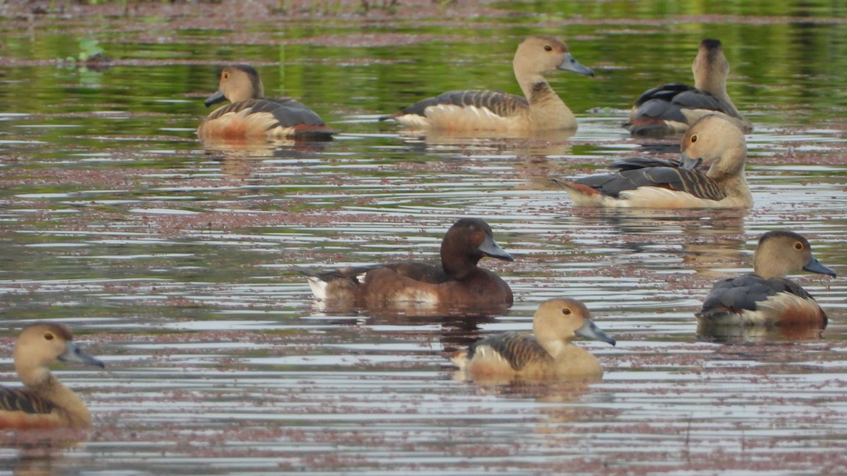 Baer's Pochard - ML615594555