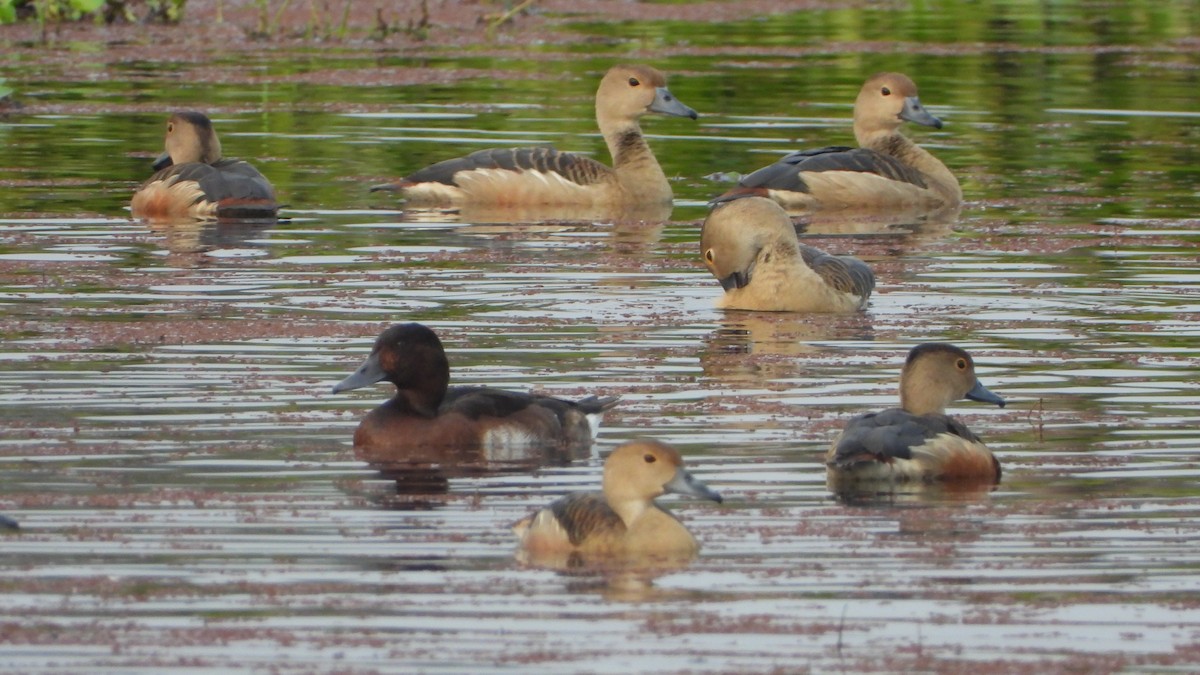 Baer's Pochard - ML615594556