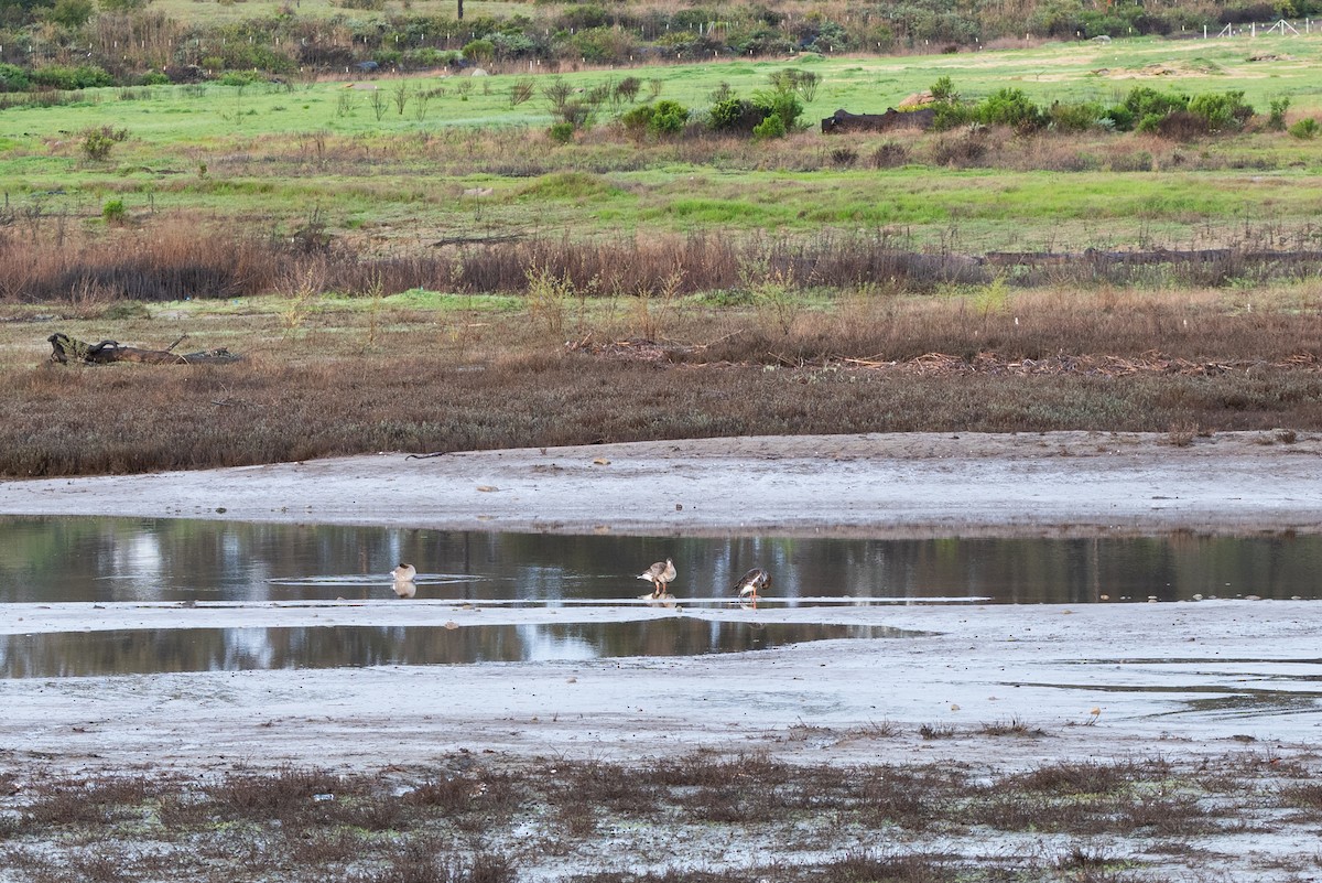 Greater White-fronted Goose - ML615594725