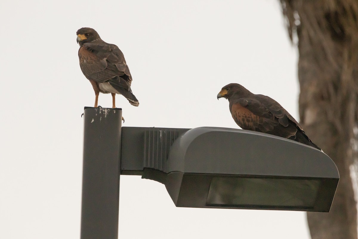 Harris's Hawk - ML615594754