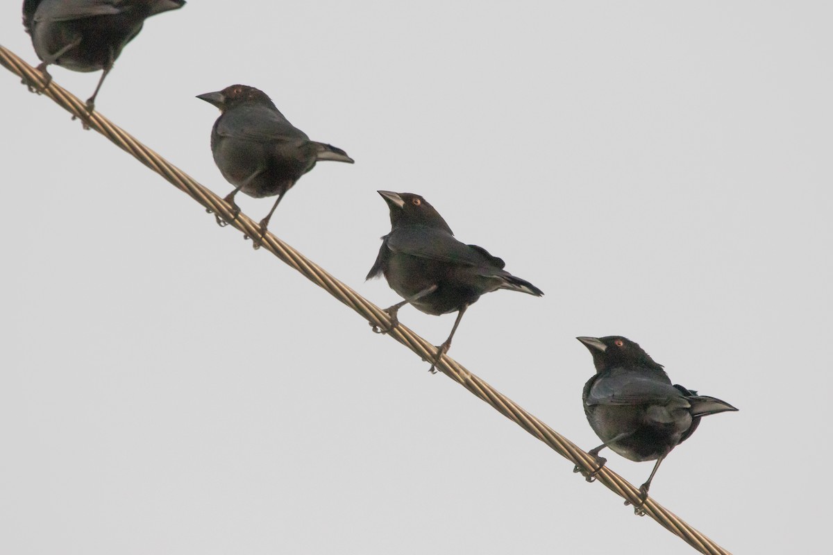 Bronzed Cowbird - ML615594764