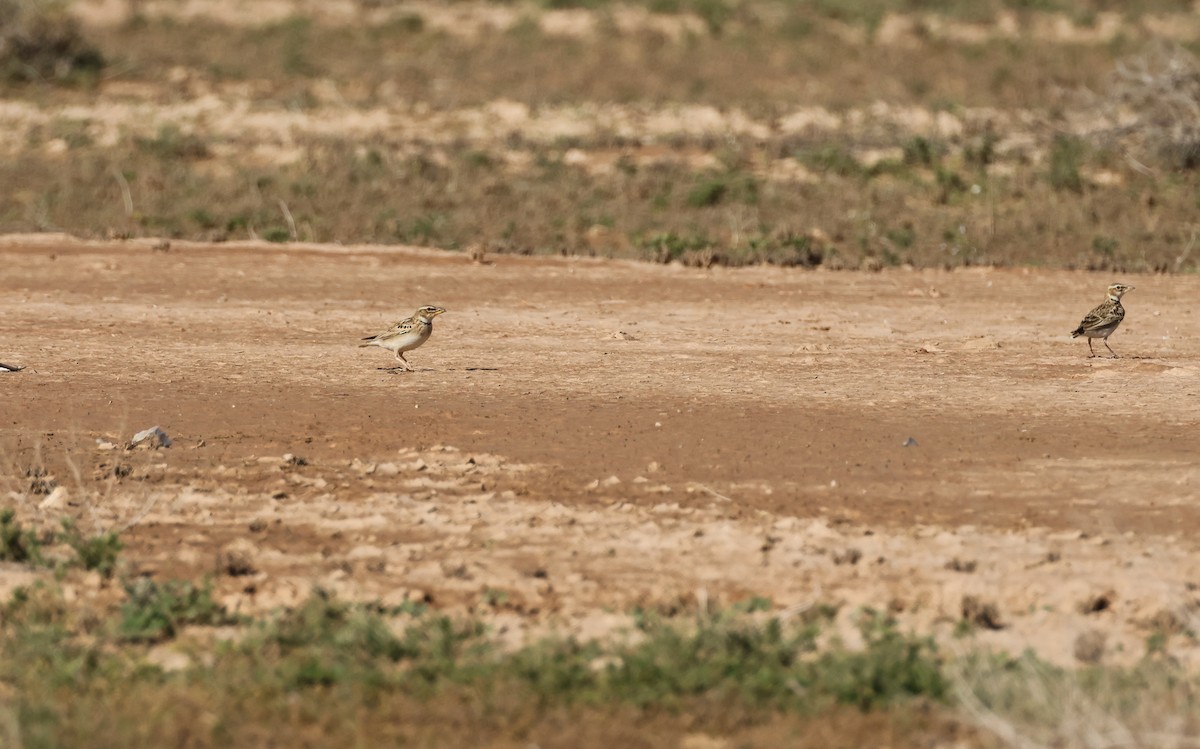 עפרוני פסגות - ML615594779