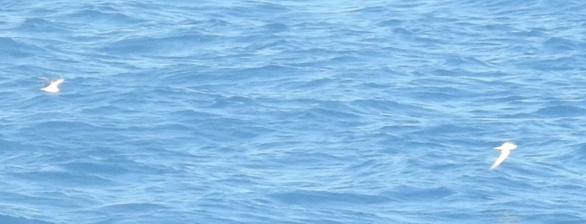 Seeschwalbe, unbestimmt - ML615594800