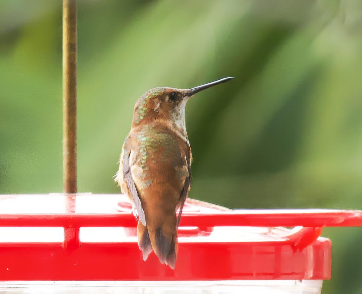 Rufous Hummingbird - Richard Wolfert