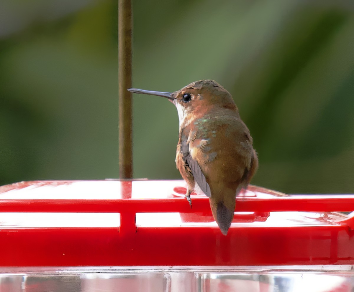Rufous Hummingbird - Richard Wolfert
