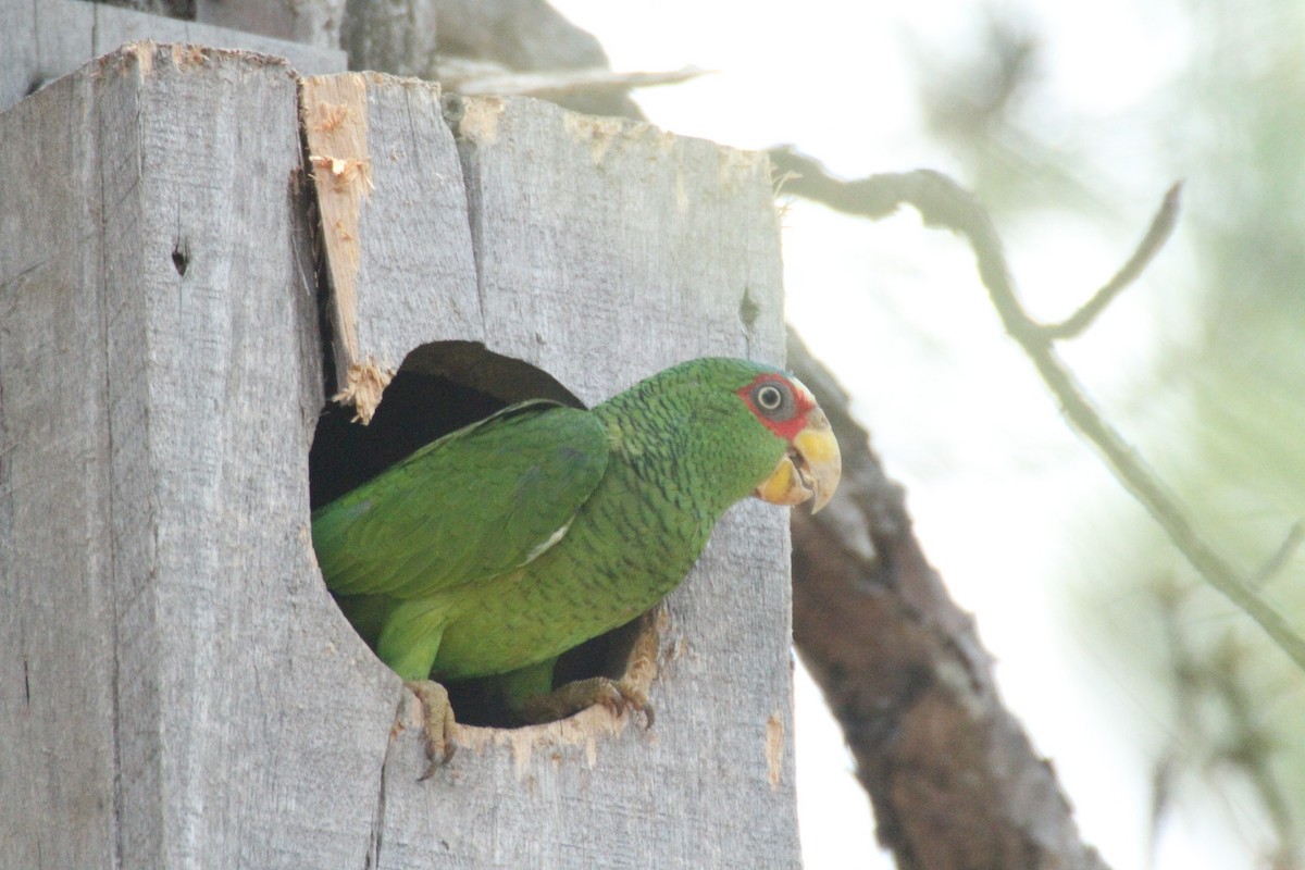 White-fronted Parrot - Allan Muise