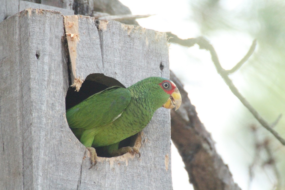 White-fronted Parrot - Allan Muise