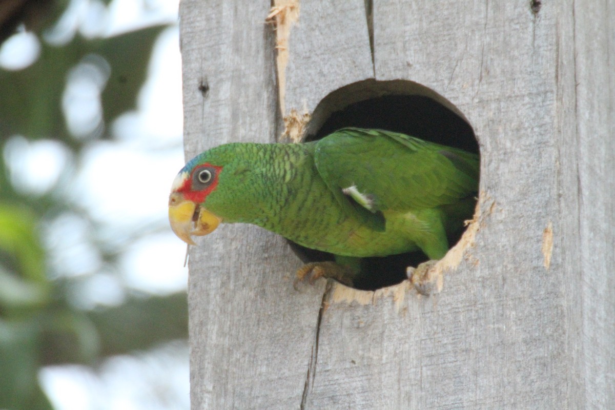 White-fronted Parrot - Allan Muise