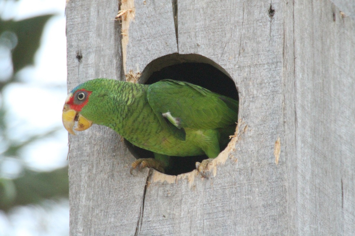White-fronted Parrot - Allan Muise
