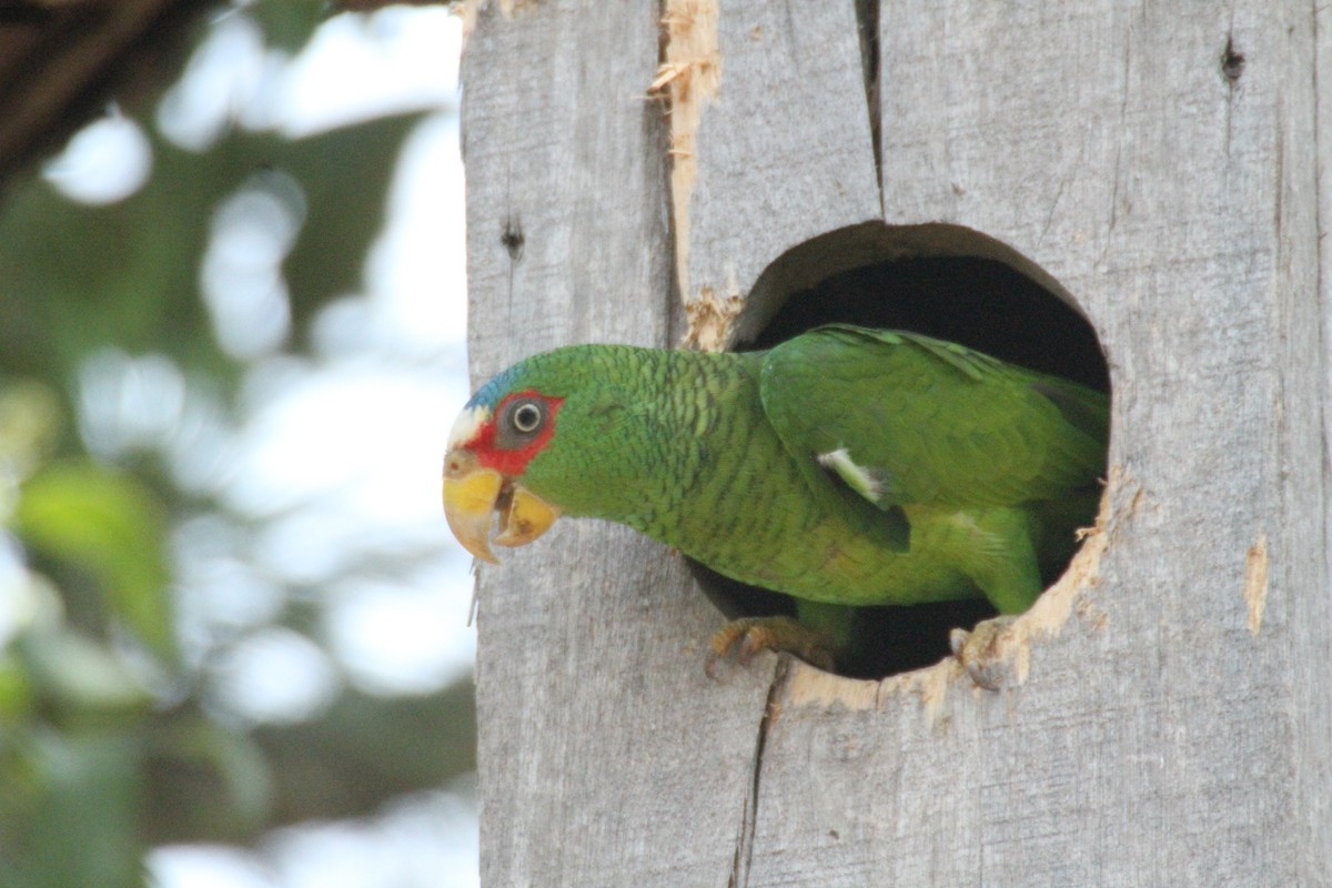 Amazona Frentialba - ML615594898