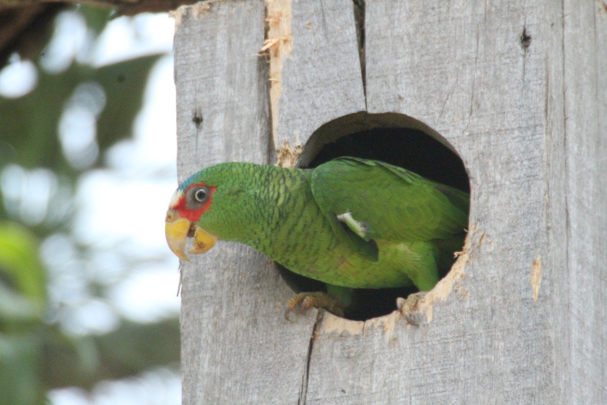 White-fronted Parrot - Allan Muise