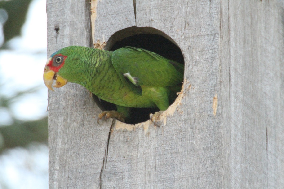 White-fronted Parrot - Allan Muise