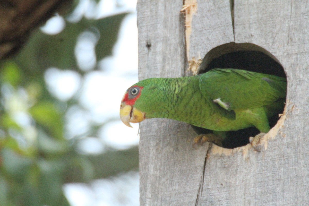 Amazona Frentialba - ML615594903