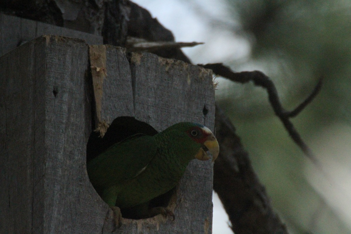 White-fronted Parrot - ML615594904