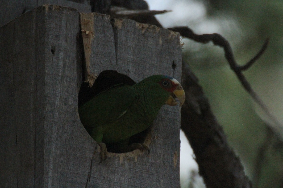 White-fronted Parrot - Allan Muise