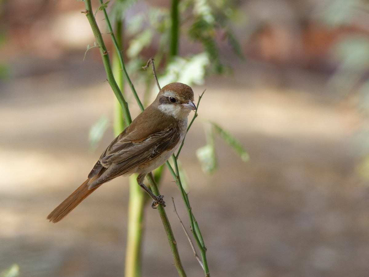 Red-tailed Shrike - ML615594960