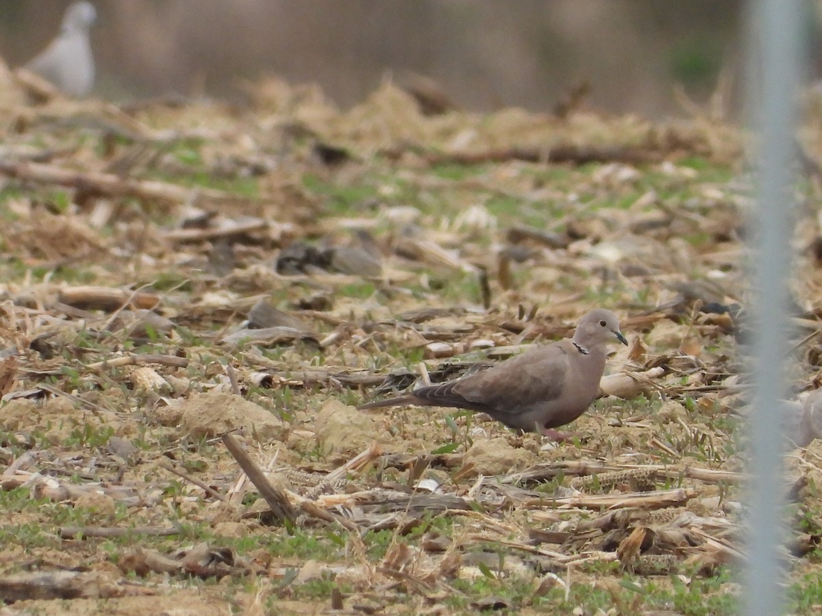 Eurasian Collared-Dove - ML615594962