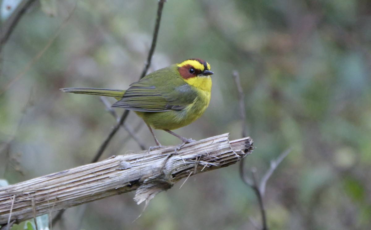 Golden-browed Warbler - ML615594987