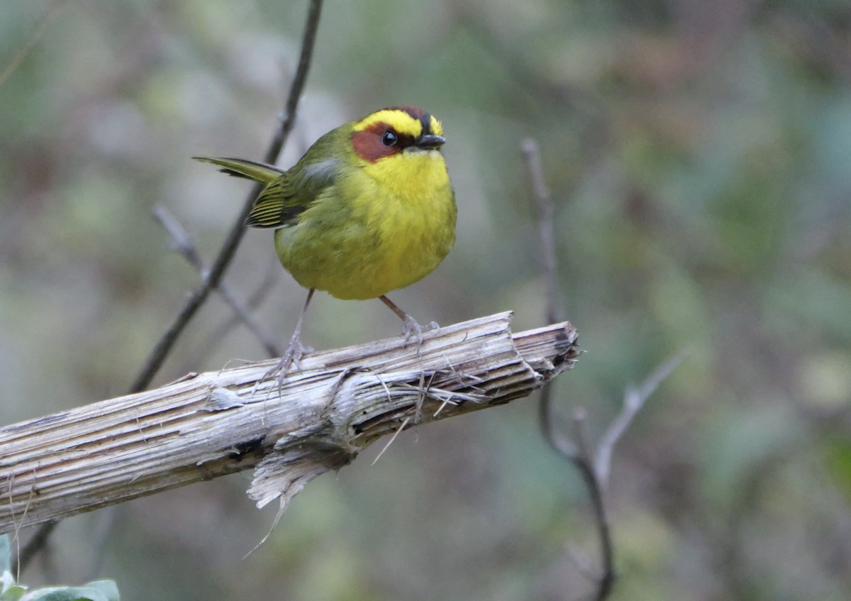 Golden-browed Warbler - ML615594990