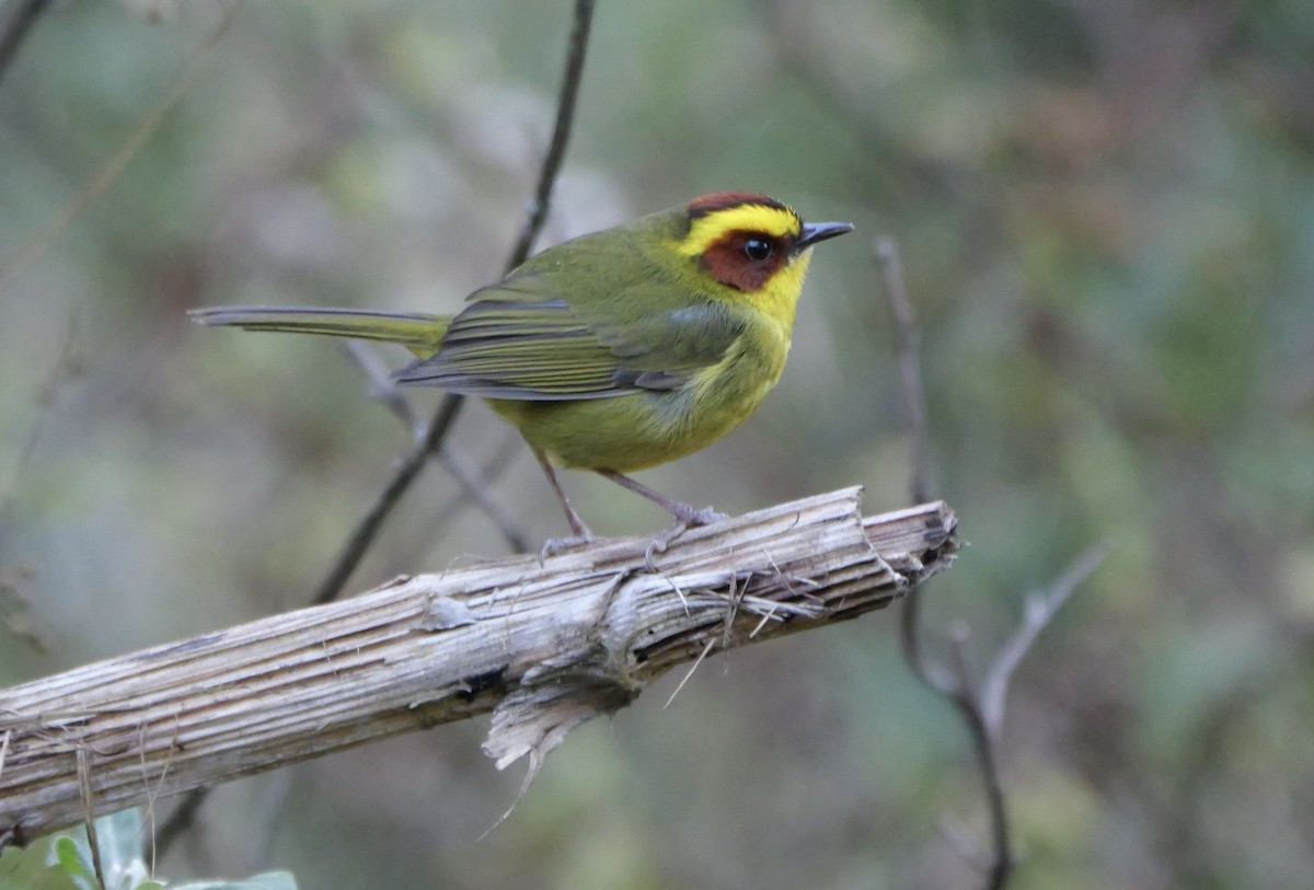 Golden-browed Warbler - ML615594991