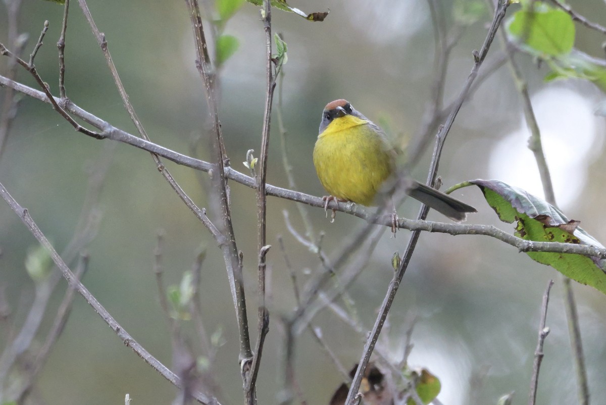 Rufous-capped Brushfinch - ML615595014