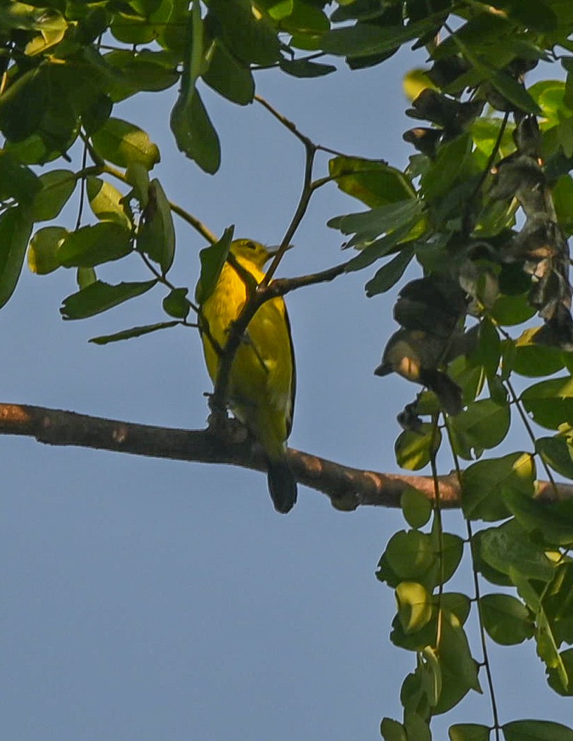 Common Iora - Abhishek Sharma