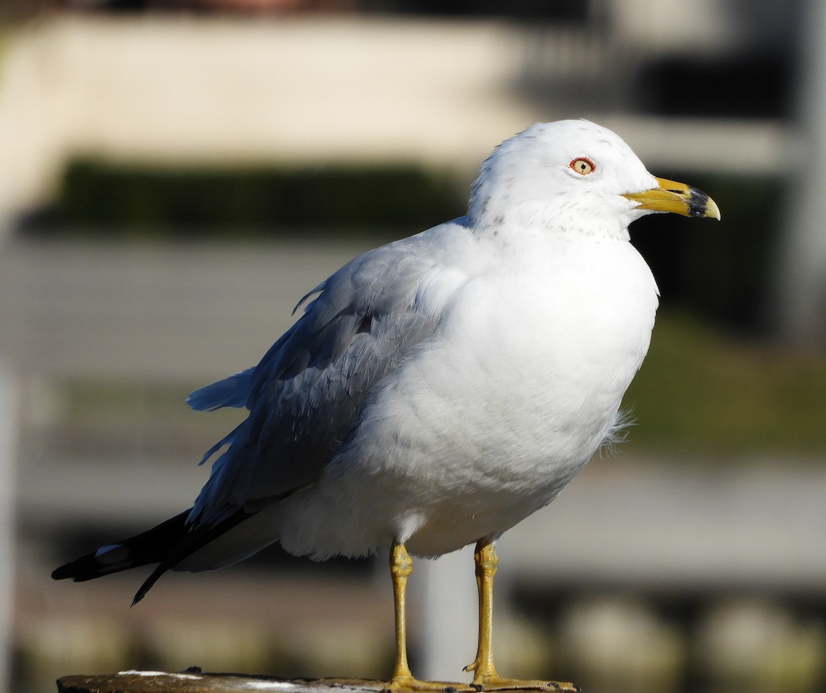 Ring-billed Gull - ML615595087