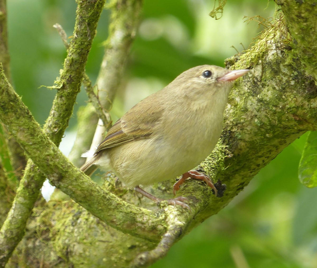 Green Warbler-Finch - ML615595106