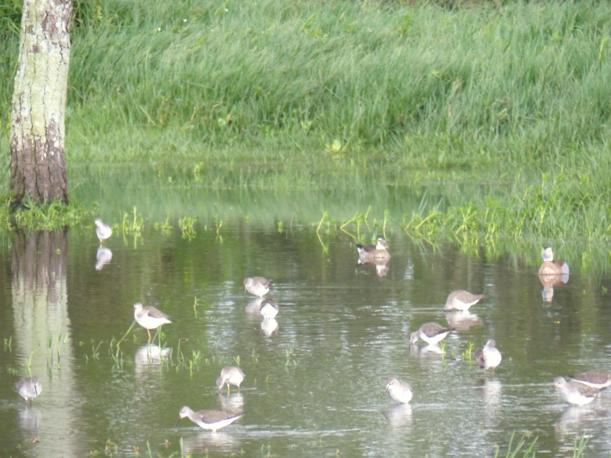 Ringed Teal - christian andres