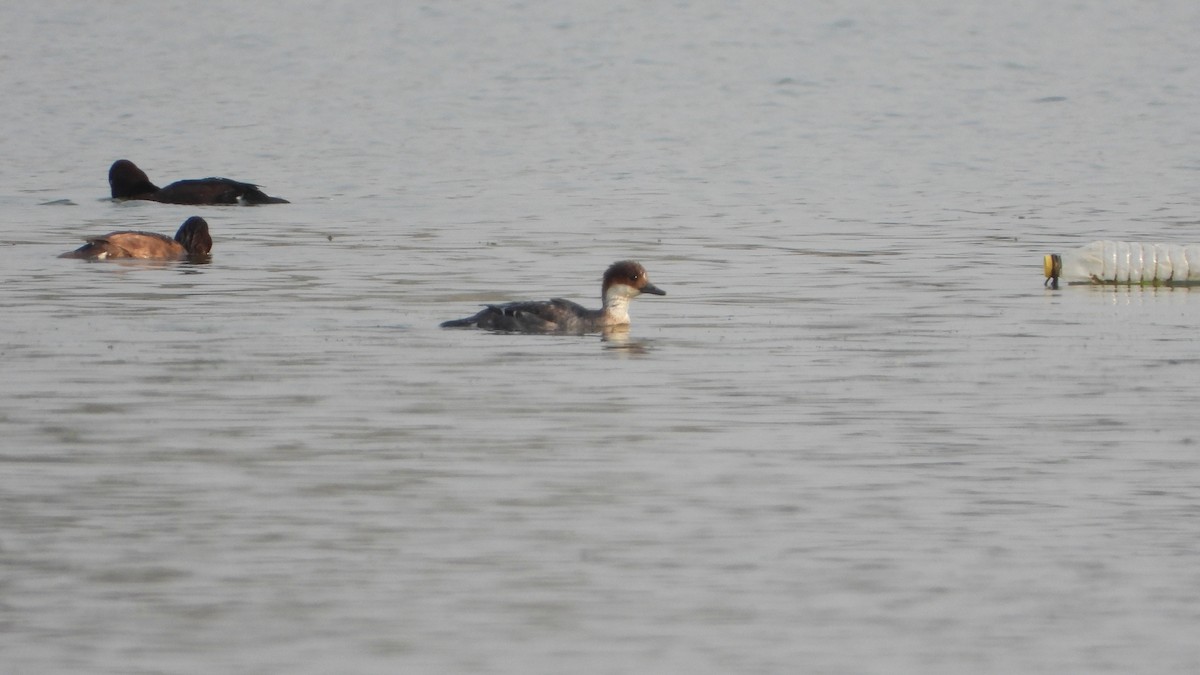 Smew - Paridhi Brahma