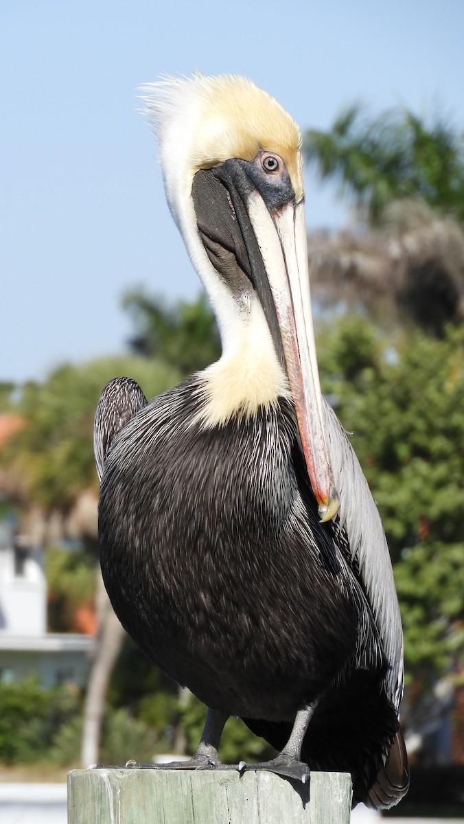 Brown Pelican - ML615595152