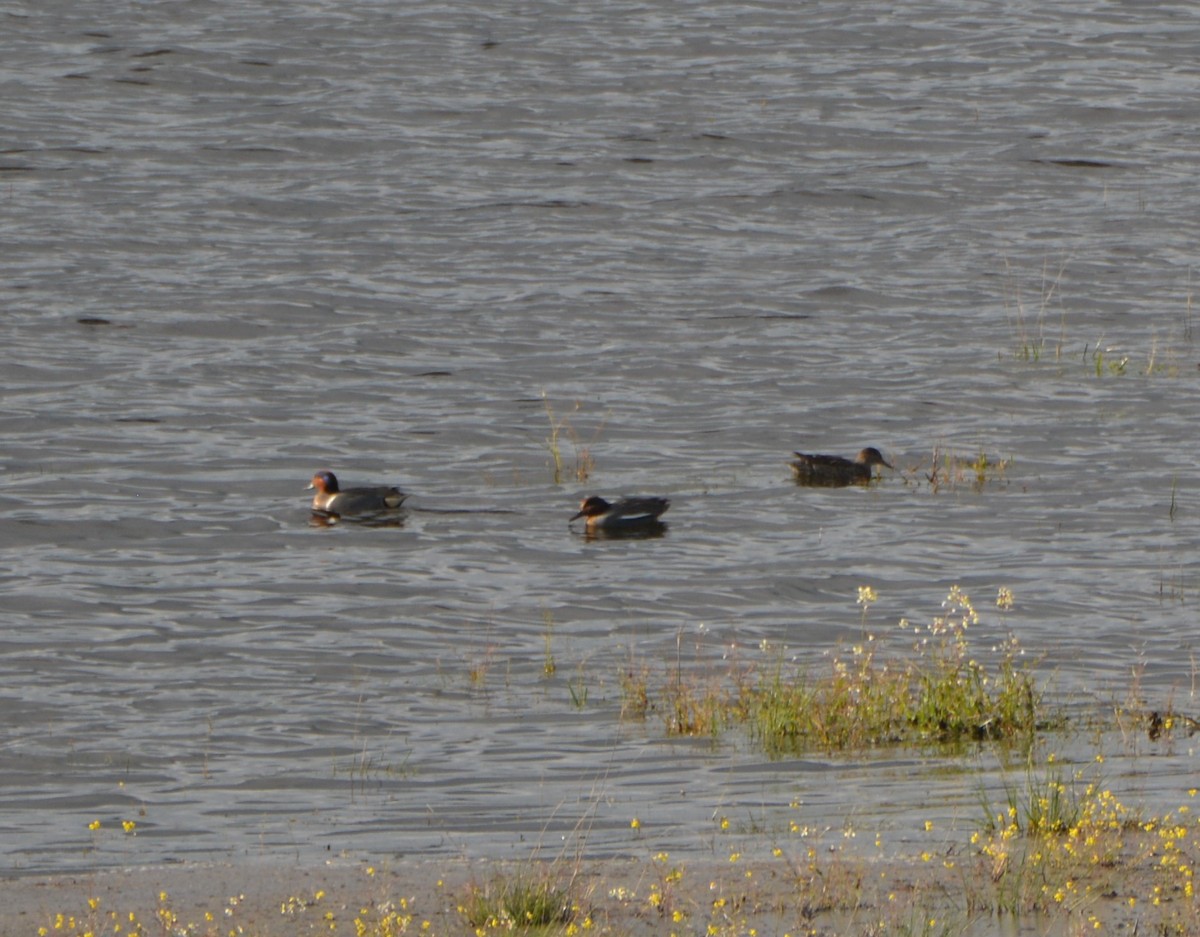 Green-winged Teal (American) - Álvaro García Martín