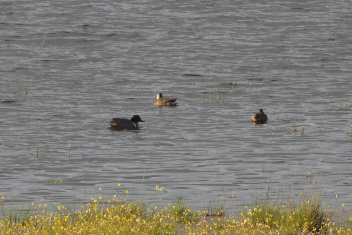 Green-winged Teal (American) - Álvaro García Martín