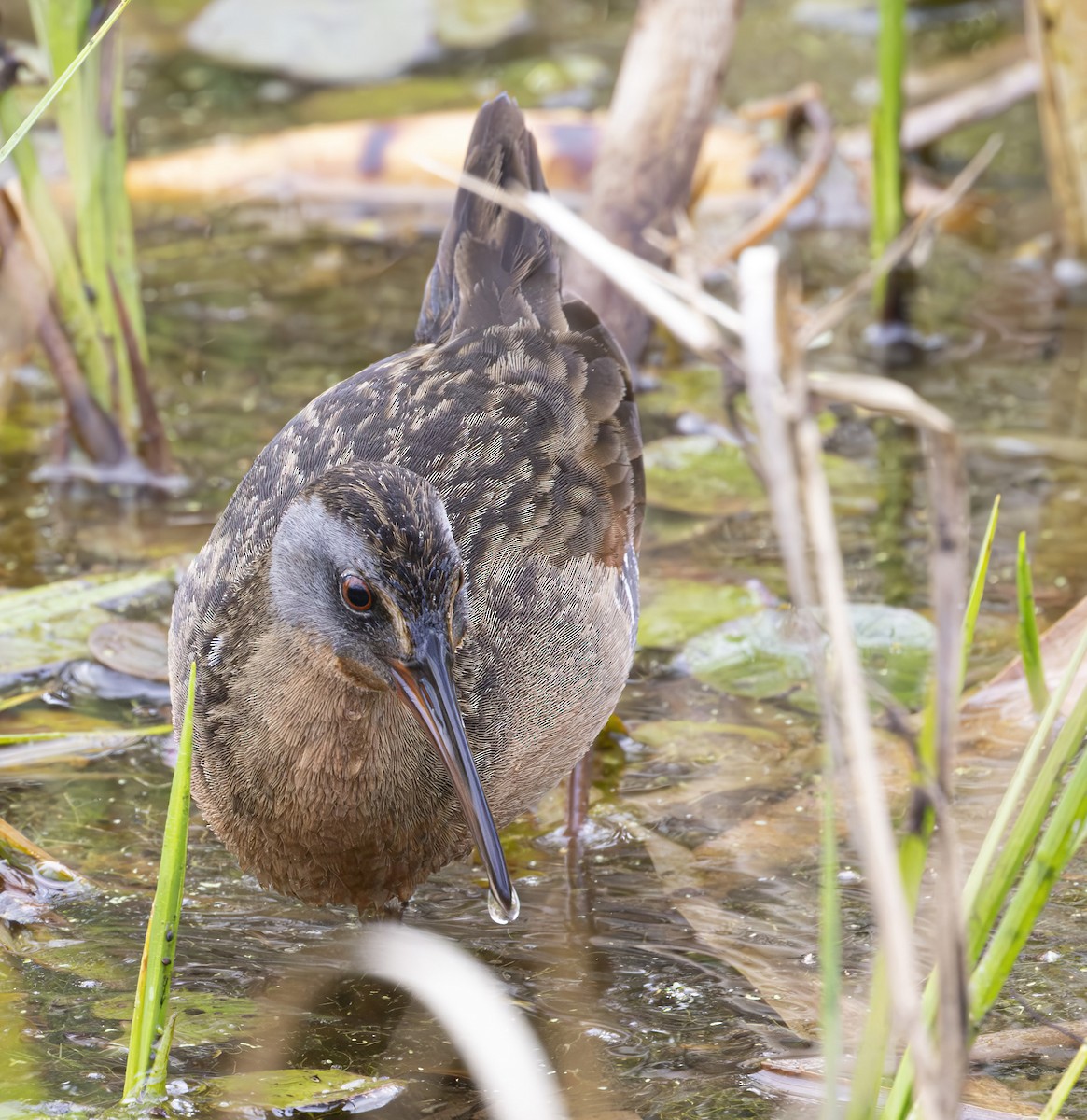 Virginia Rail - ML615595206