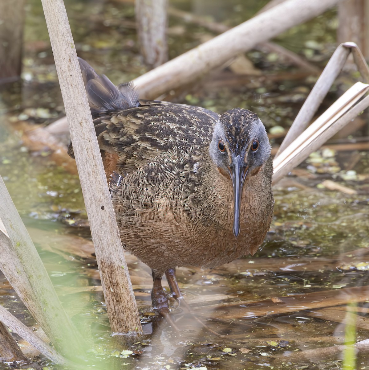 Virginia Rail - ML615595207