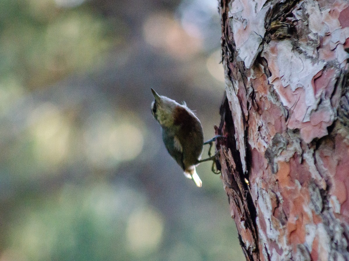 Krüper's Nuthatch - ML615595230